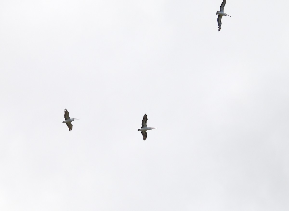 Australian Pelican - ML647400974