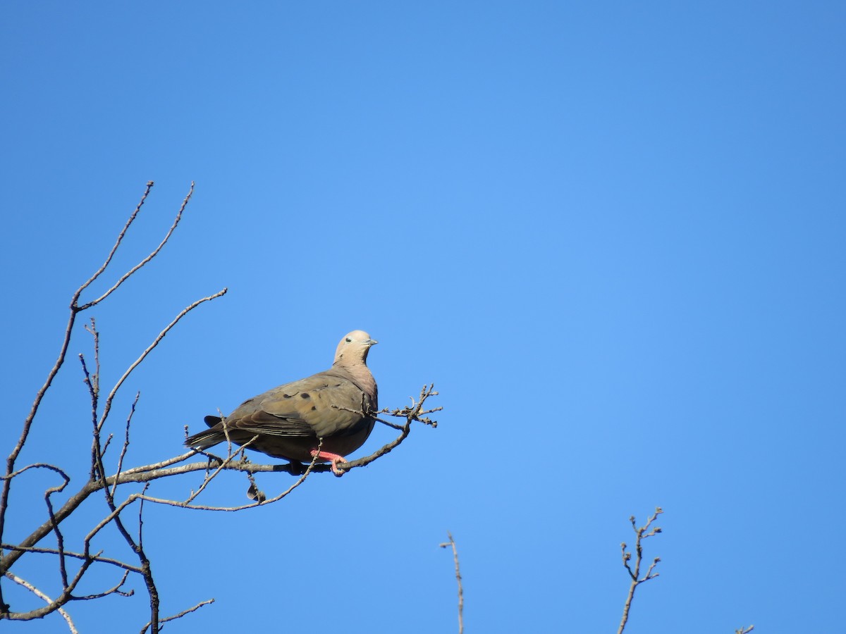 Eared Dove - ML647400976