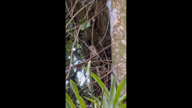 Ferruginous Pygmy-Owl - ML647400977