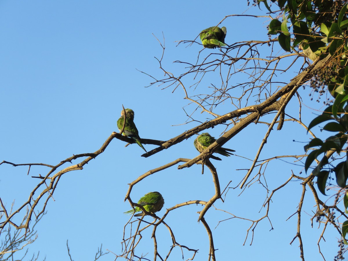 Monk Parakeet - ML647400980