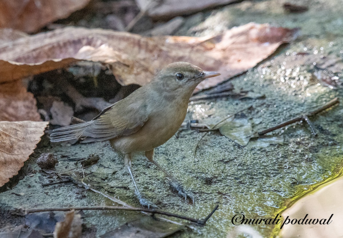 Blyth's Reed Warbler - ML647400984