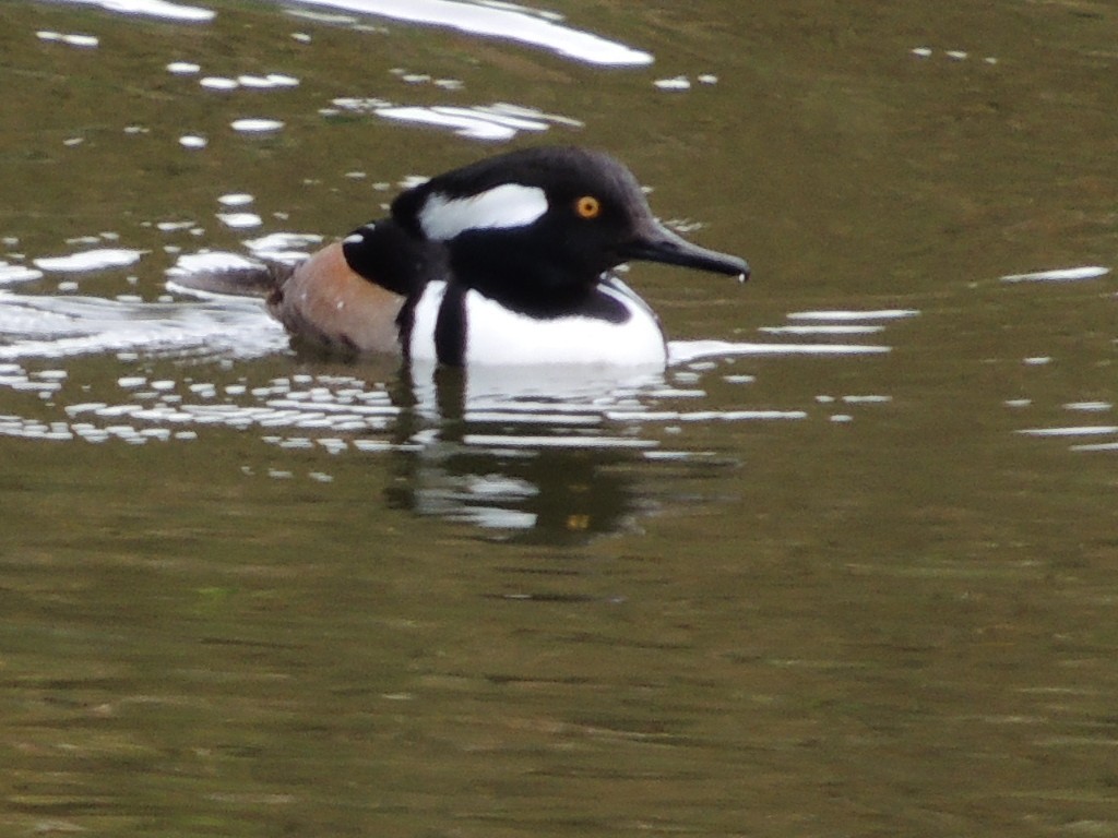 morčák chocholatý - ML647400989