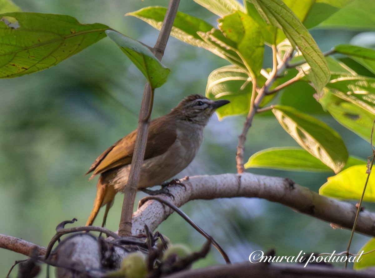 White-browed Bulbul - ML647400991
