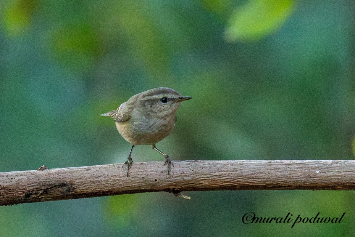 Hume's Warbler - ML647401003