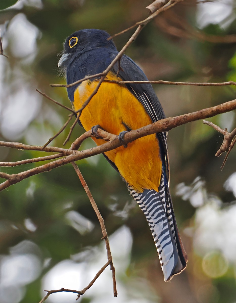 Trogón Violáceo - ML647401006