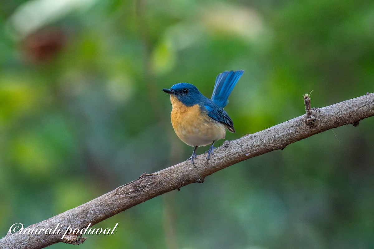 Tickell's Blue Flycatcher - ML647401007