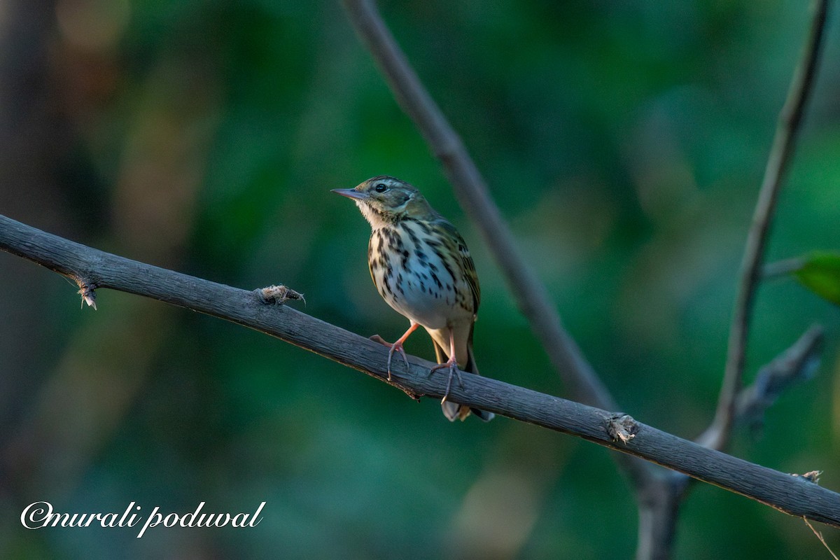 Olive-backed Pipit - ML647401015