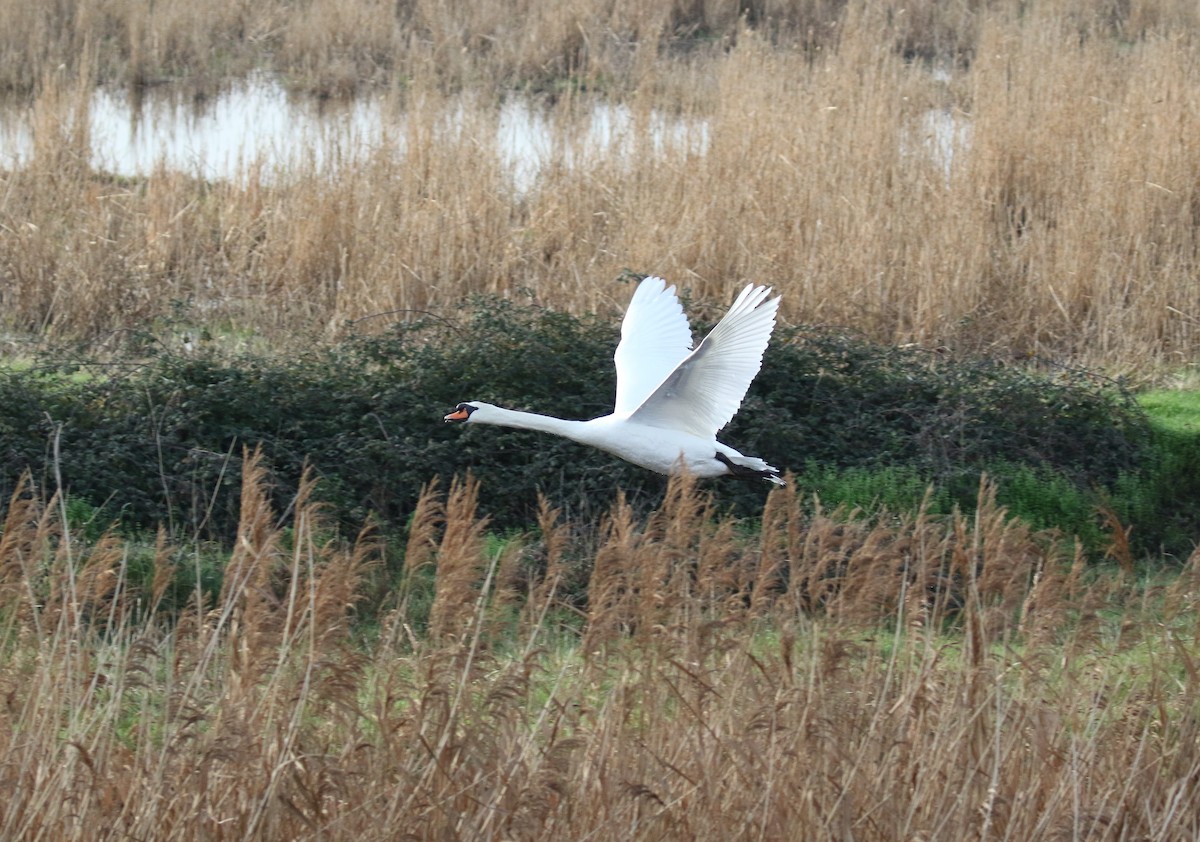 Cigno reale - ML647401022