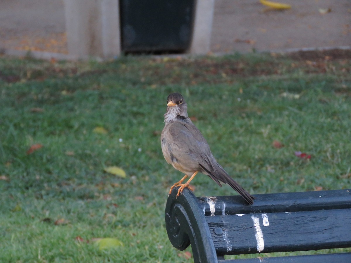 Zorzal Patagón - ML647401026