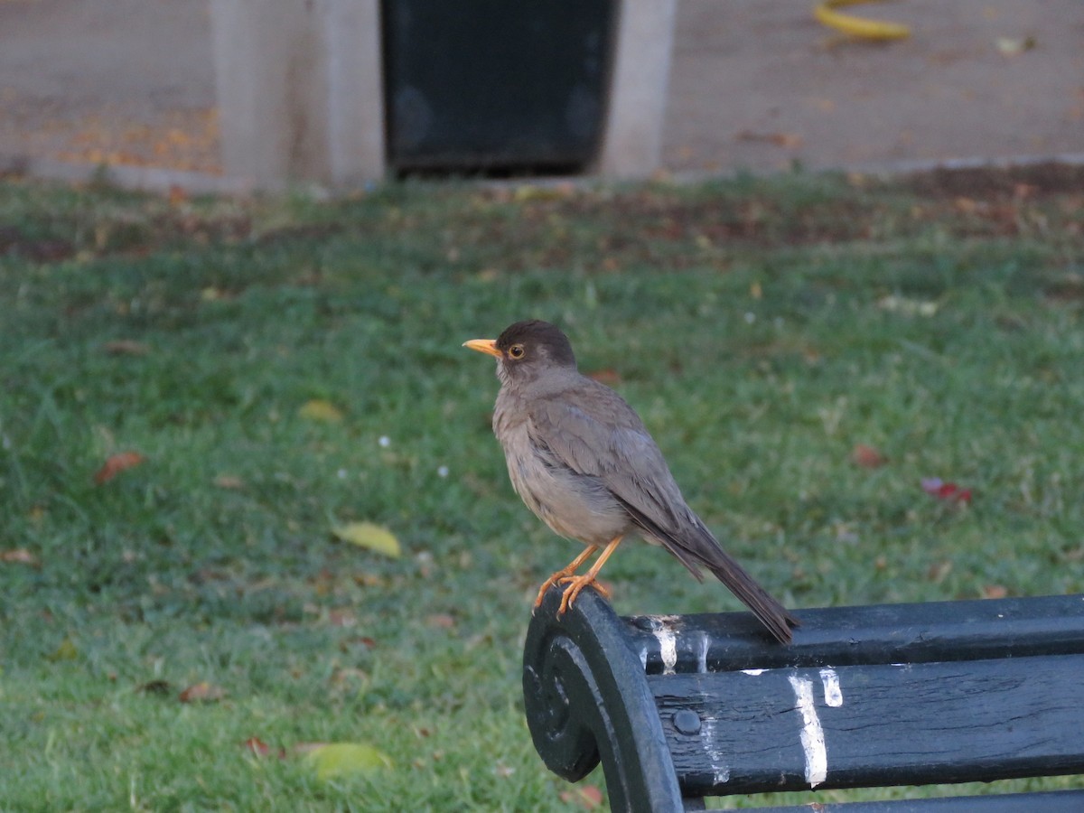 Zorzal Patagón - ML647401027
