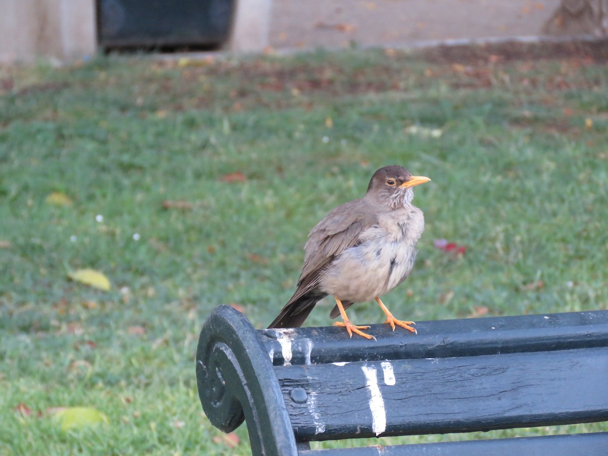 Zorzal Patagón - ML647401028