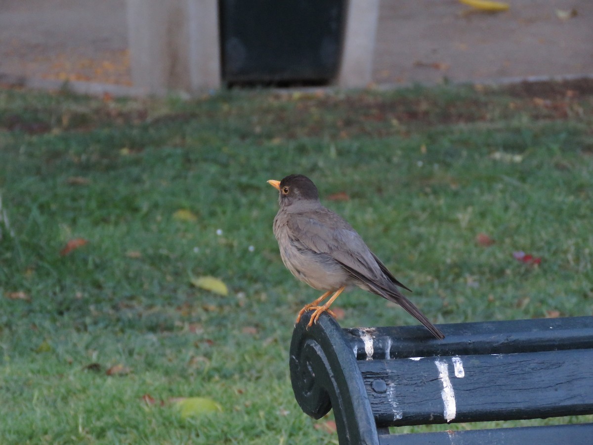 Zorzal Patagón - ML647401029