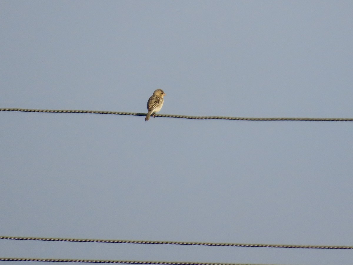 Escribano Cabecinegro - ML647401032