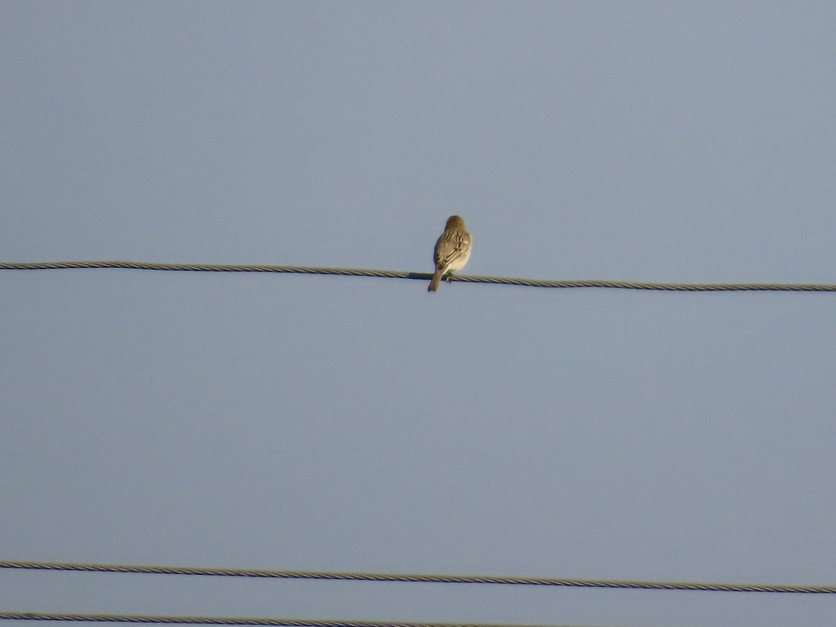 Escribano Cabecinegro - ML647401034