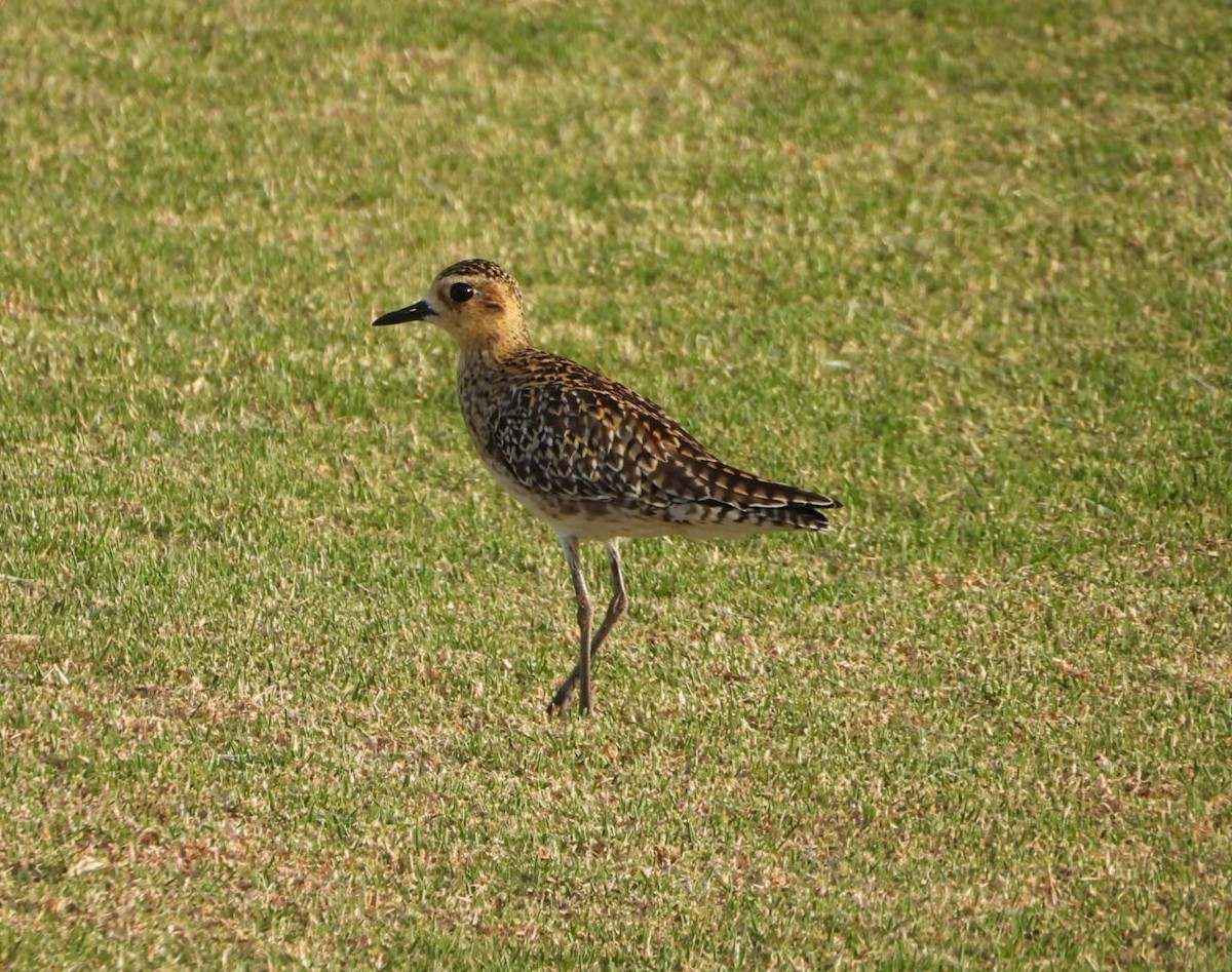 Chorlito Dorado Siberiano - ML647401035