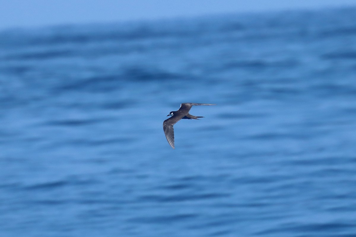 Charrán Sombrío - ML647401036