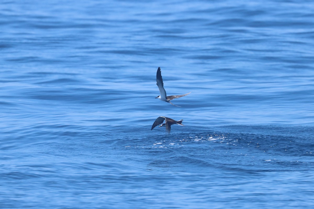 Charrán Sombrío - ML647401037