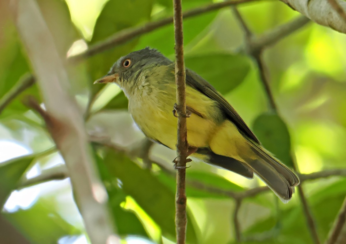 Saltarín Coronigualdo - ML647401038