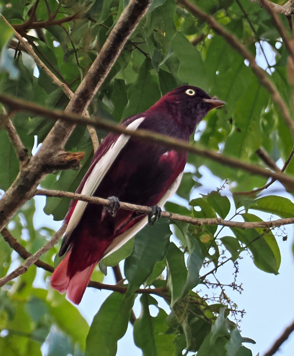 Cotinga Pompadour - ML647401039