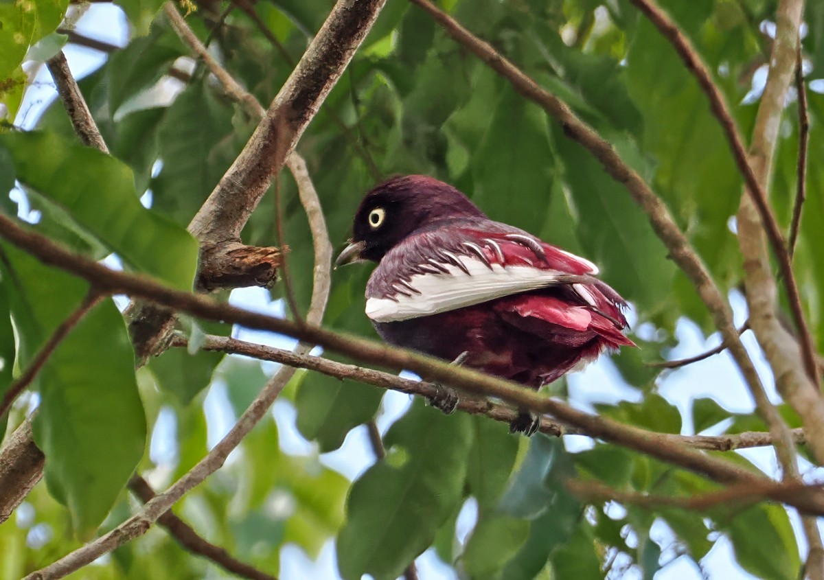 Cotinga Pompadour - ML647401040
