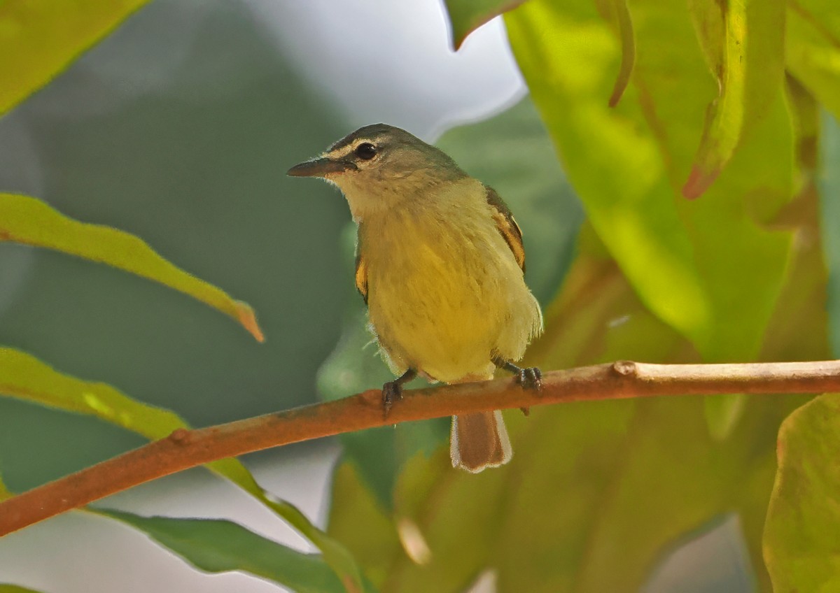 Mosquerito Moteado - ML647401043