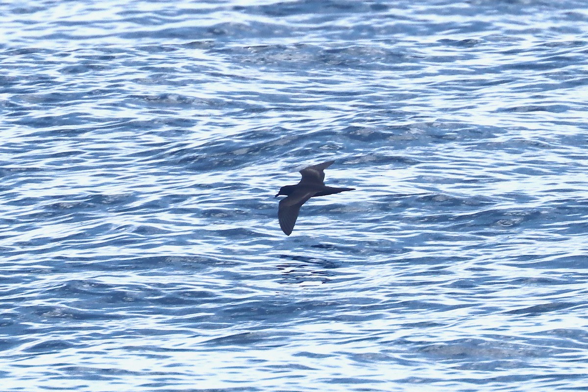 Petrel de Bulwer - ML647401045