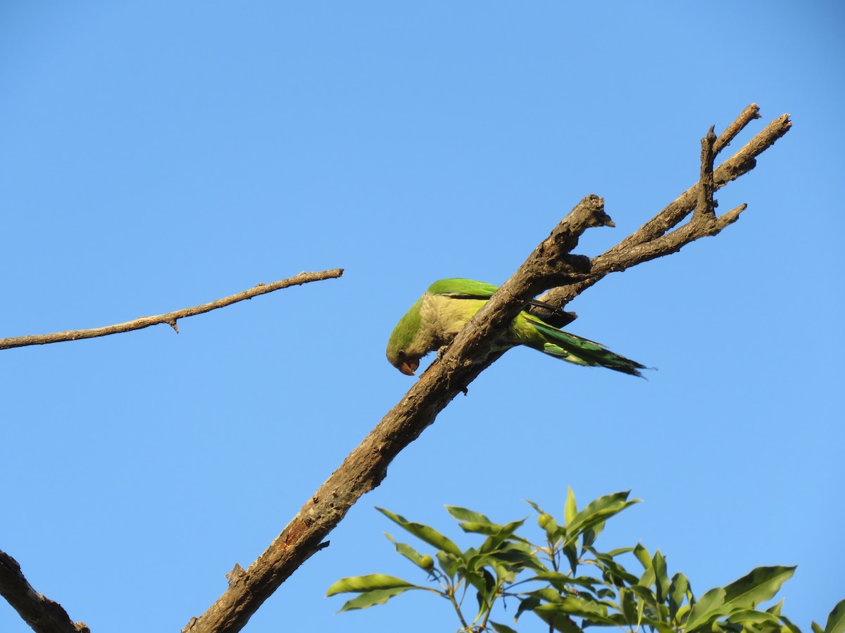 Cotorra Argentina - ML647401046