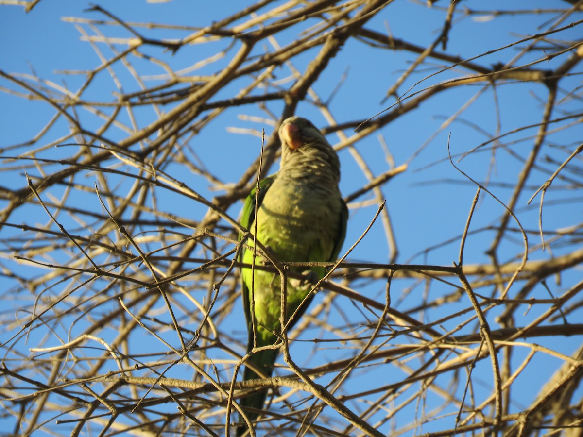 Cotorra Argentina - ML647401047