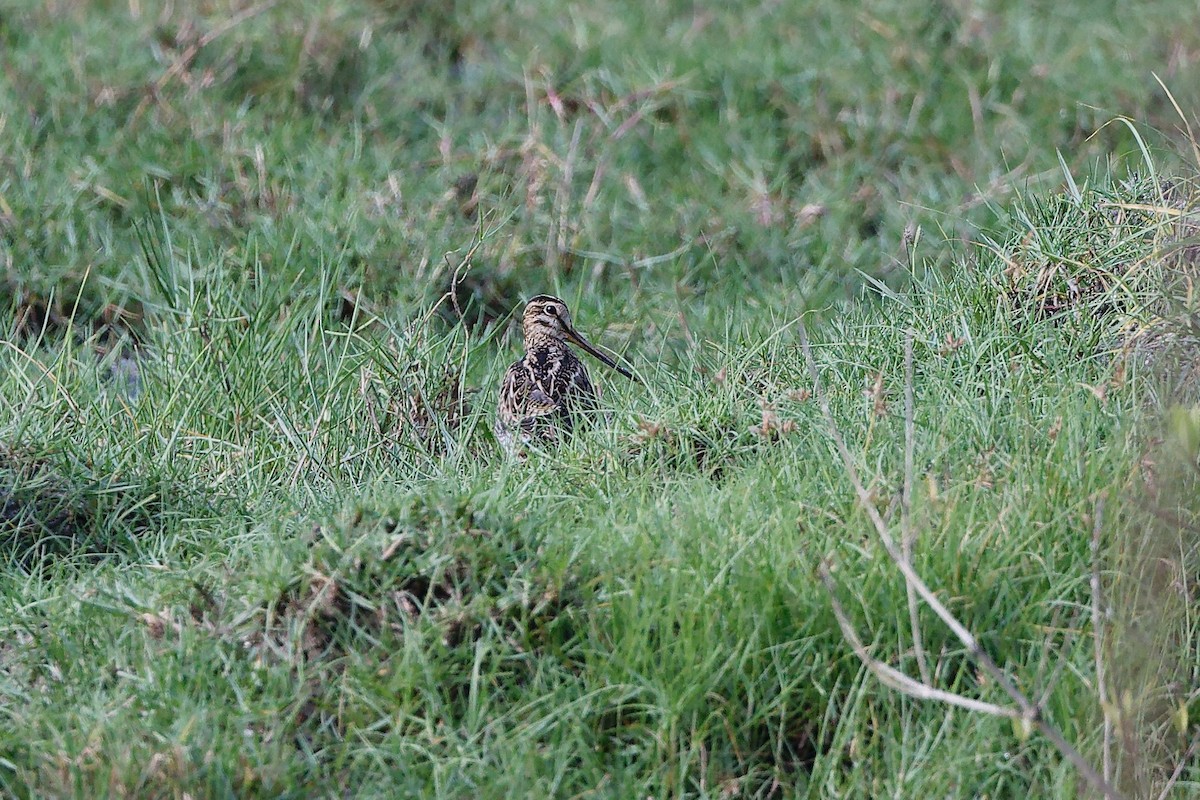 Agachadiza Común - ML647401048