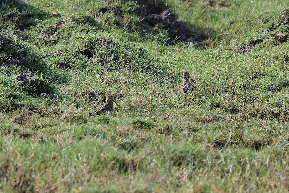 Agachadiza Común - ML647401049