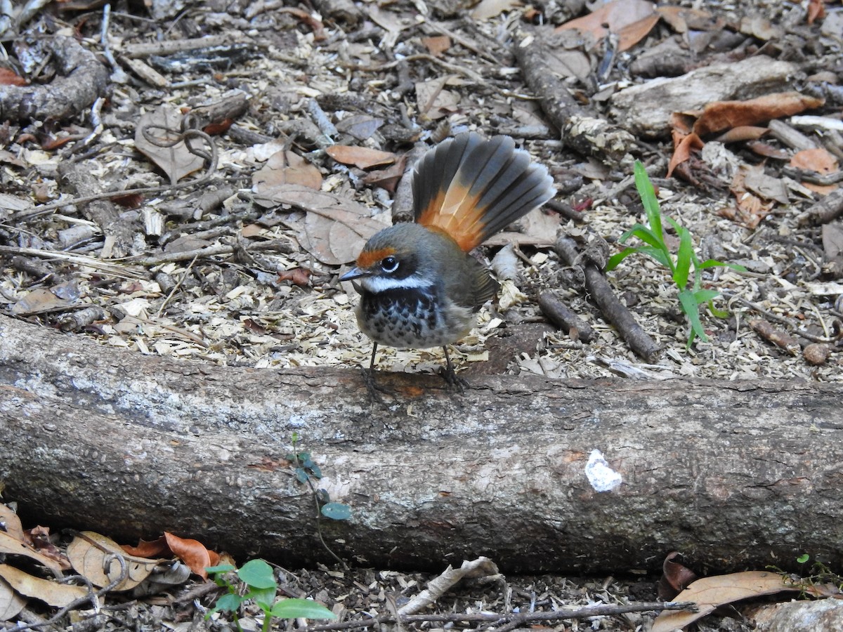 Abanico Rojizo - ML647401050