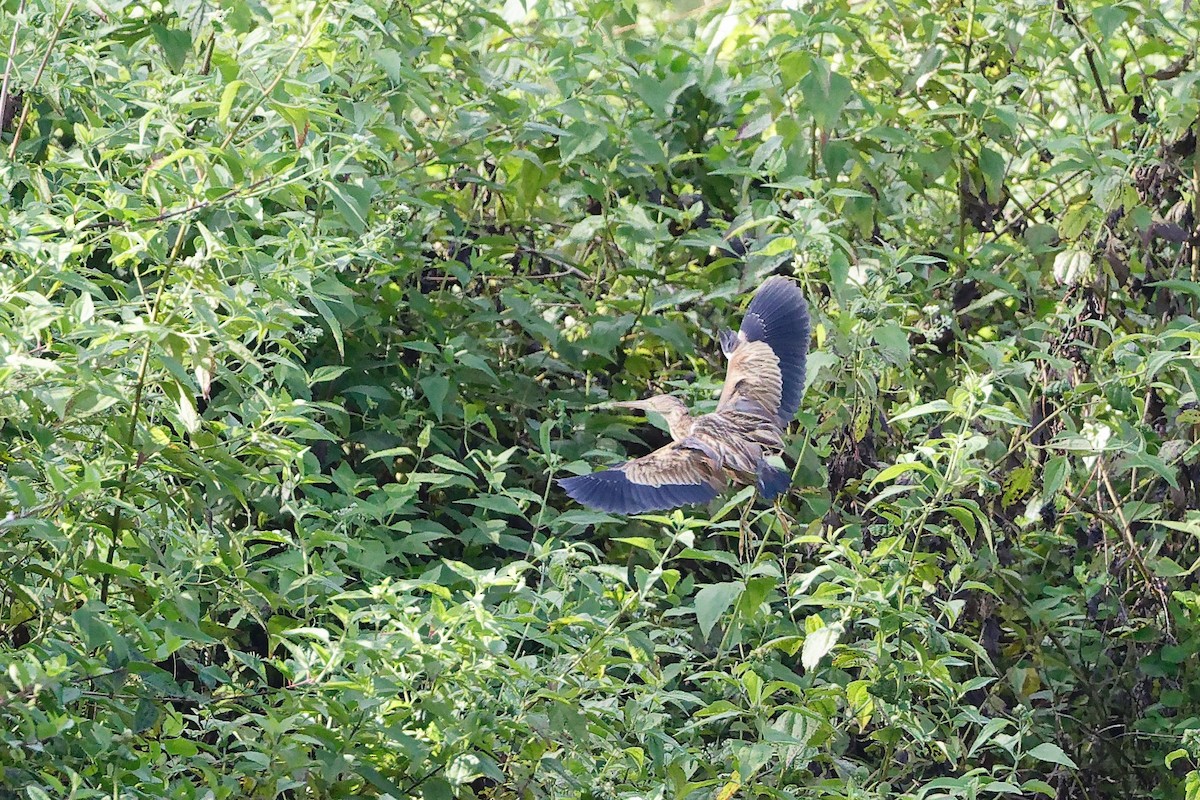 Avetorillo Chino - ML647401054