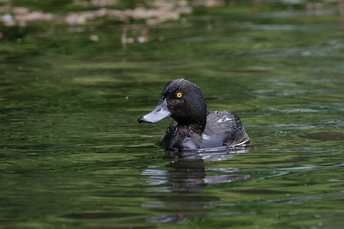 Porrón Maorí - ML647401055