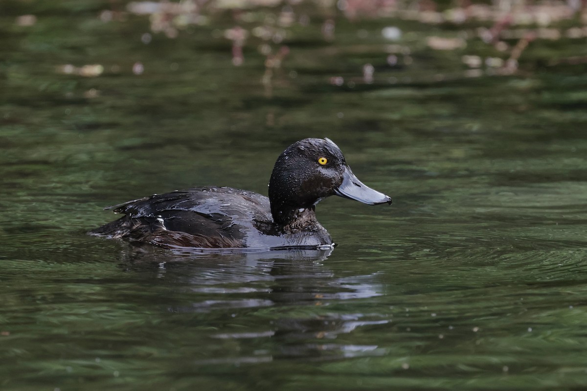 polák novozélandský - ML647401056