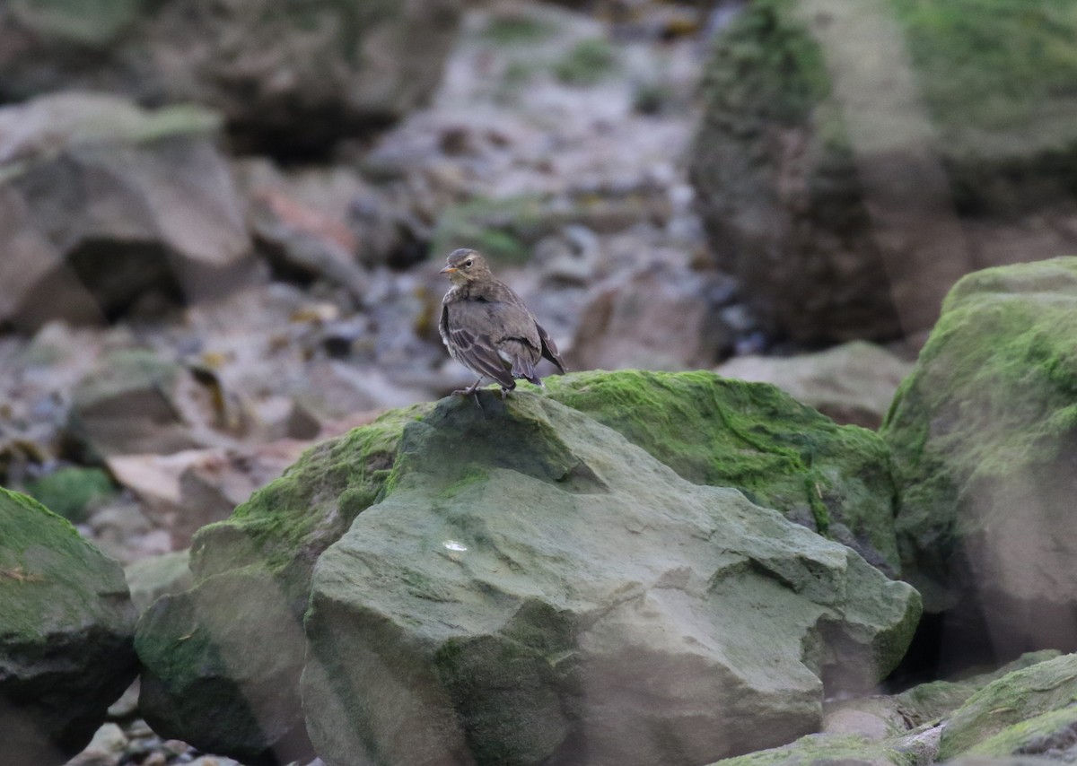 Spioncello - ML647401067