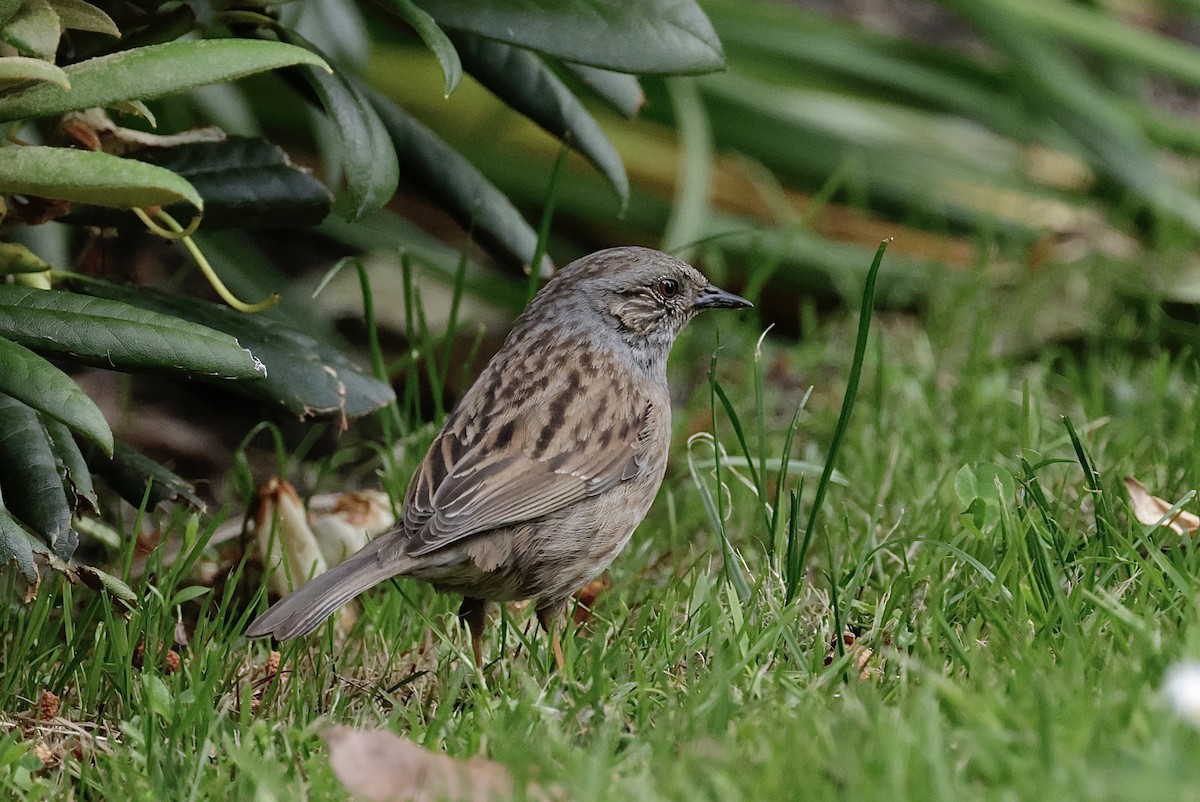 Dunnock - ML647401068