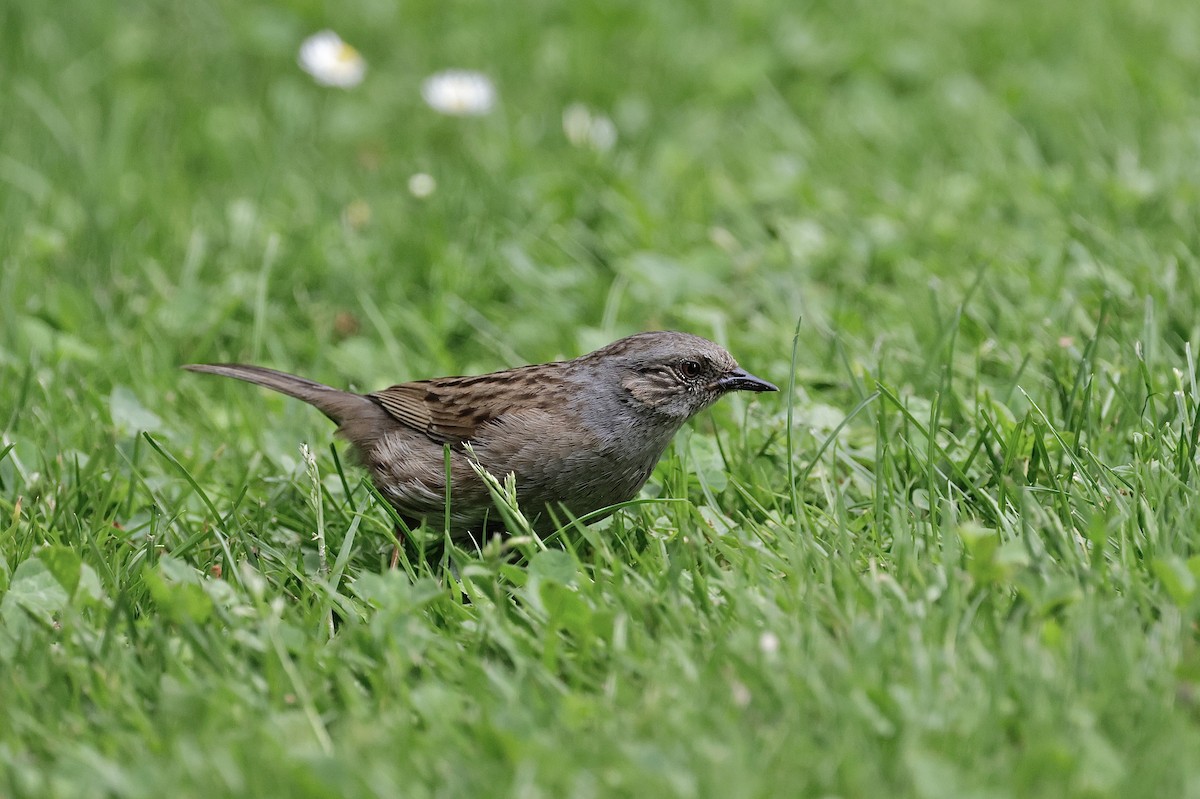 Dunnock - ML647401069