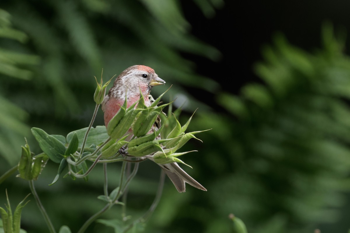 Pardillo Sizerín (alpino) - ML647401078