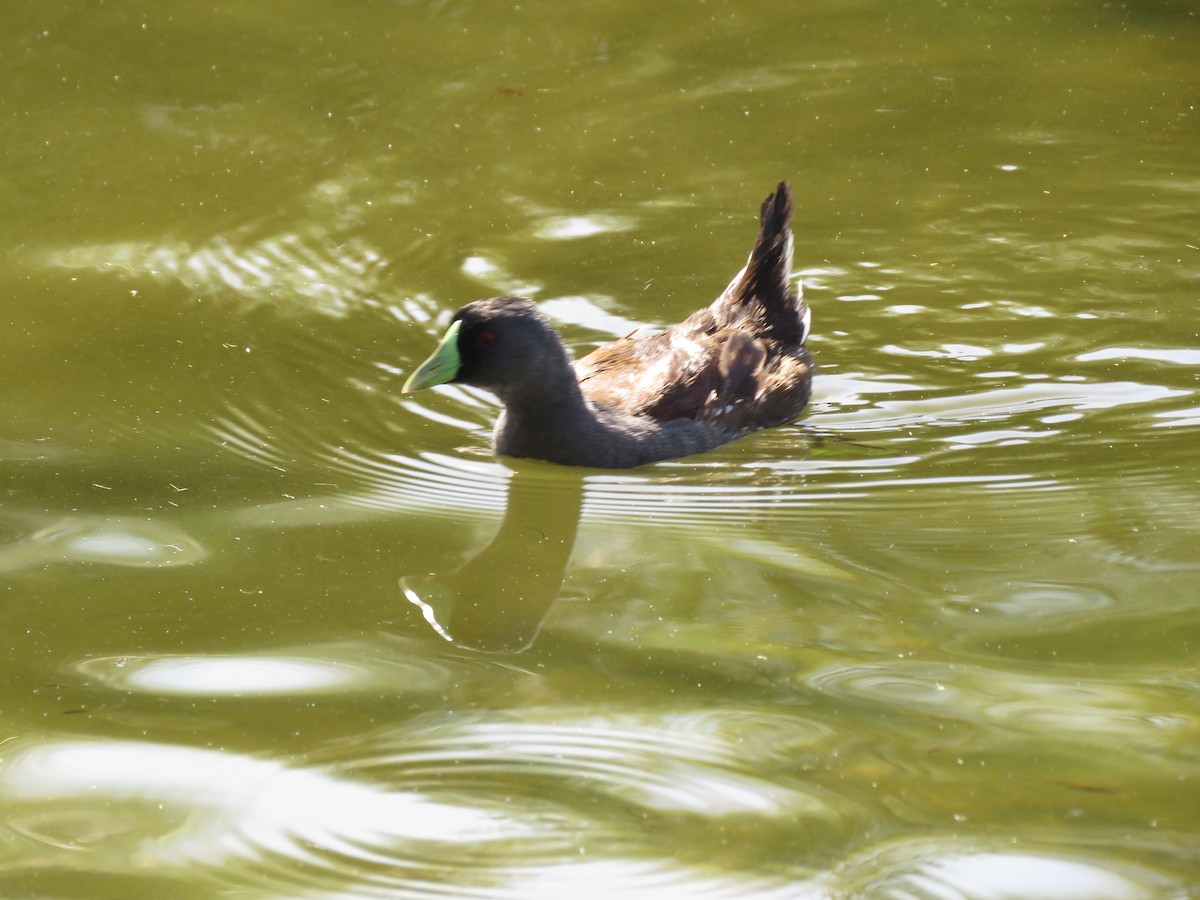 Spot-flanked Gallinule - ML647401086