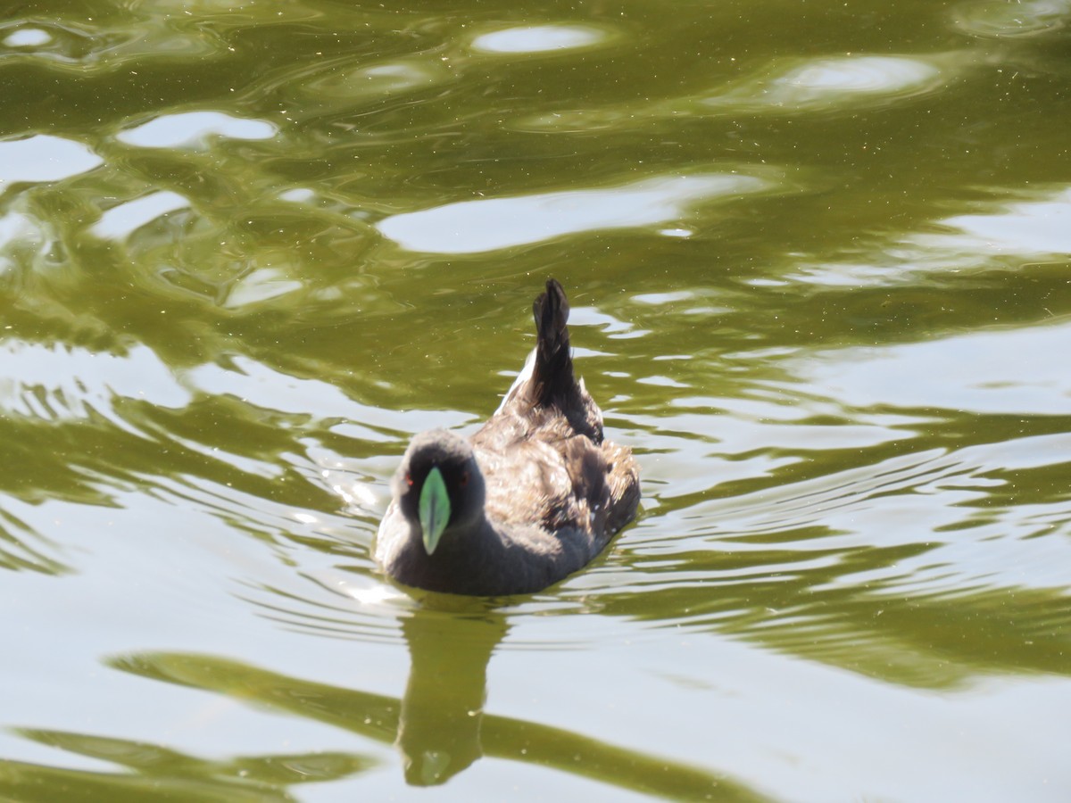 Spot-flanked Gallinule - ML647401087