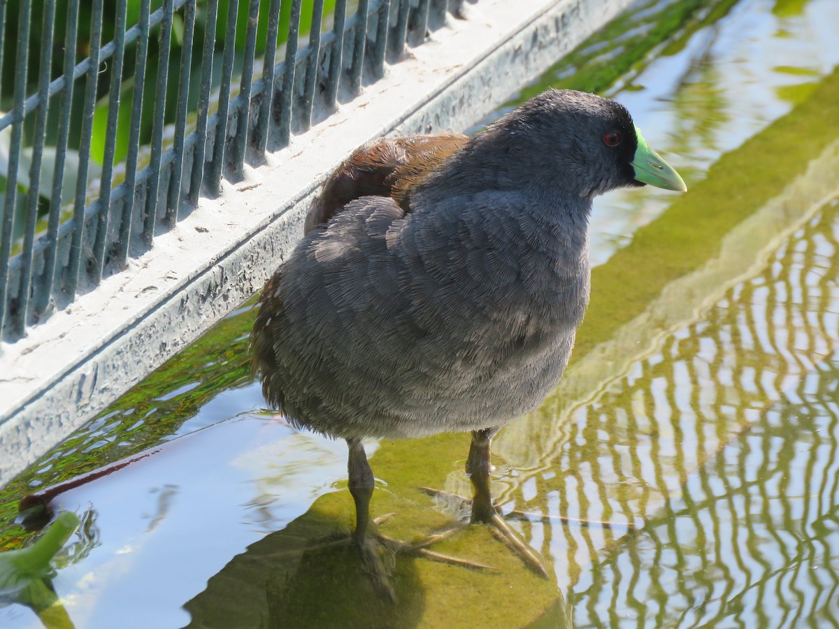 Spot-flanked Gallinule - ML647401090