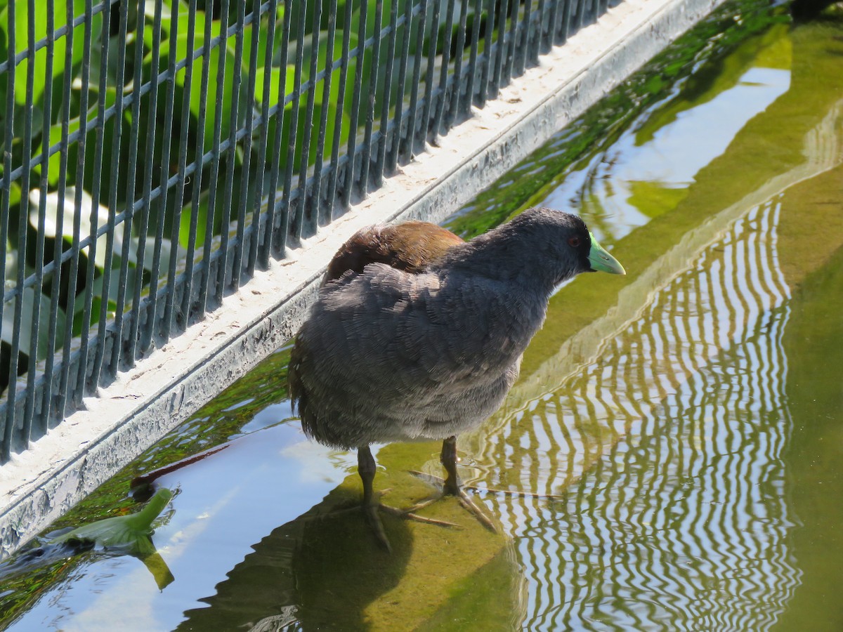 Spot-flanked Gallinule - ML647401091