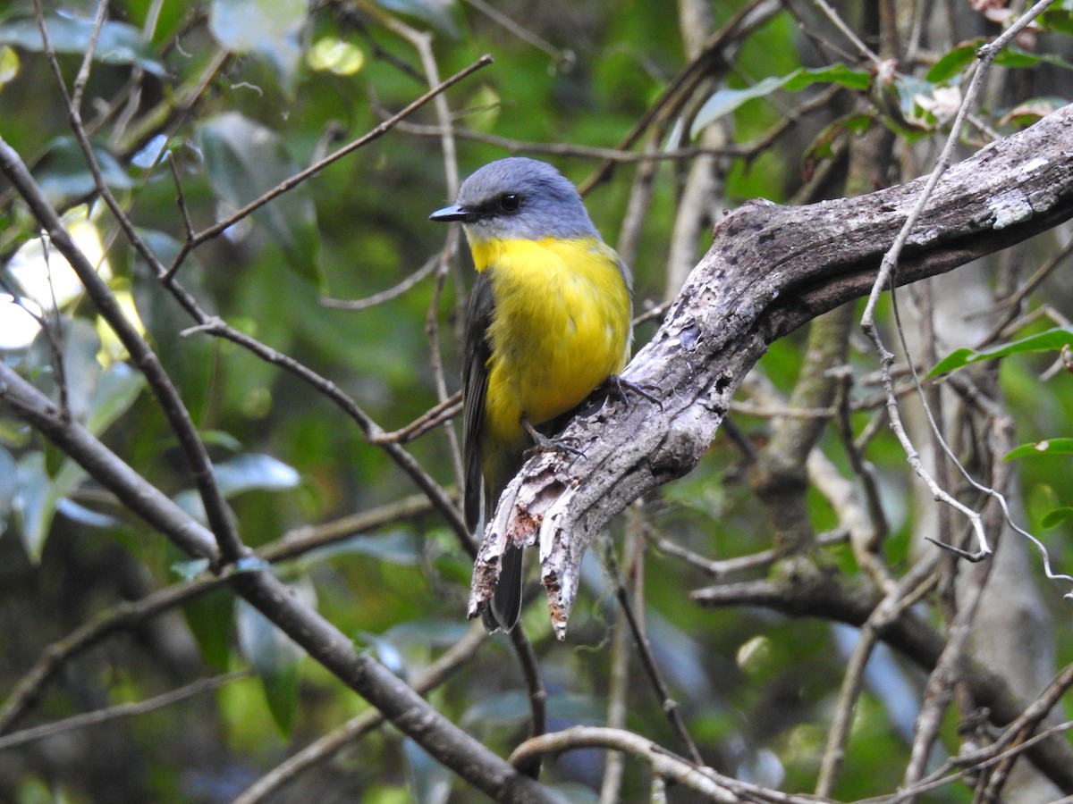 Eastern Yellow Robin - ML647401094