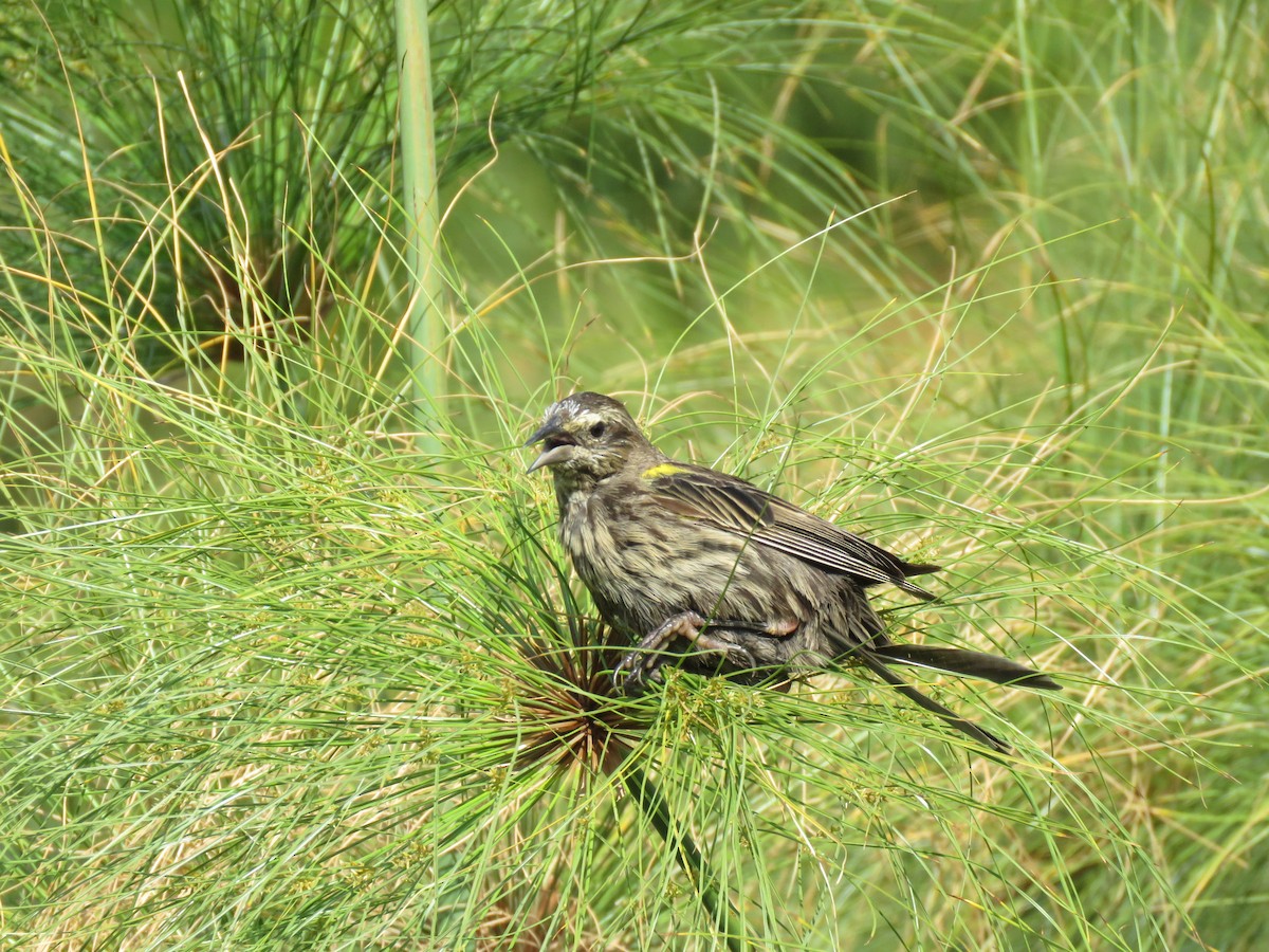 Yellow-winged Blackbird - ML647401103