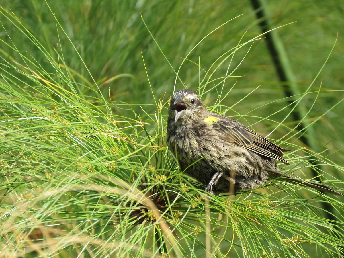 Yellow-winged Blackbird - ML647401106