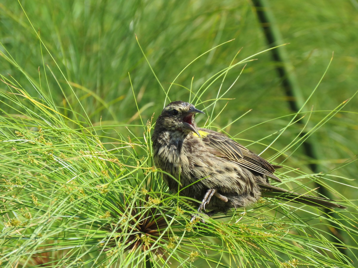 Yellow-winged Blackbird - ML647401108