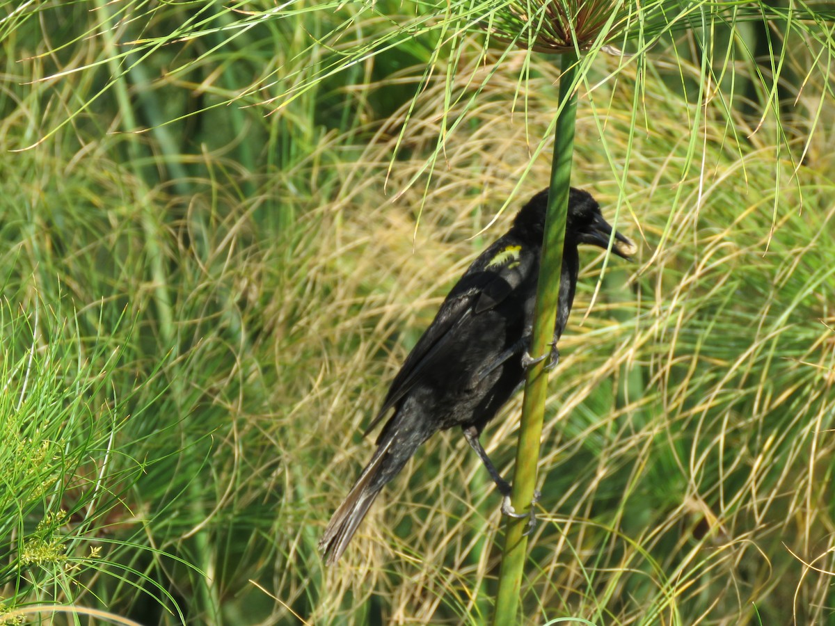 Yellow-winged Blackbird - ML647401115