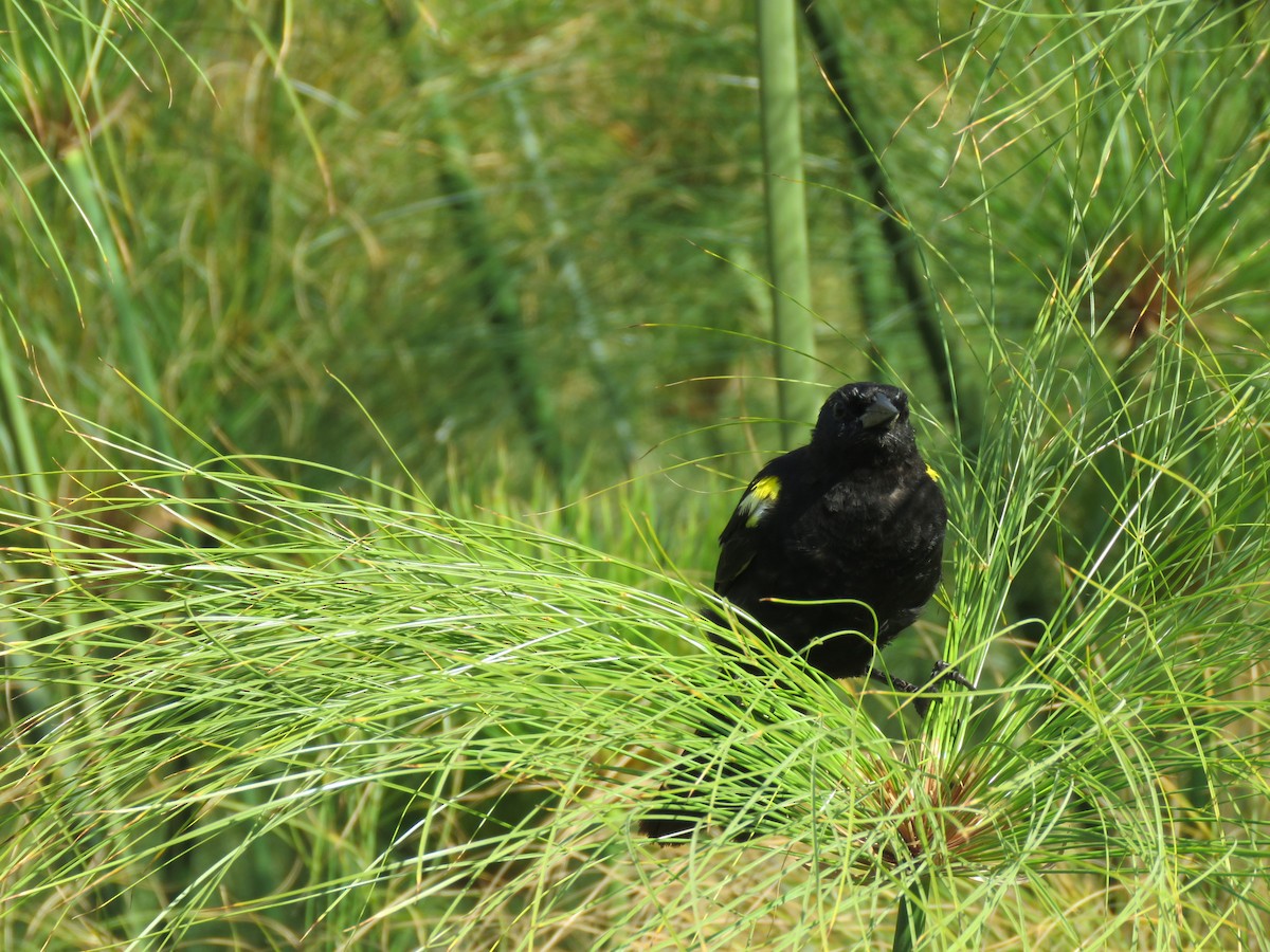 Yellow-winged Blackbird - ML647401116