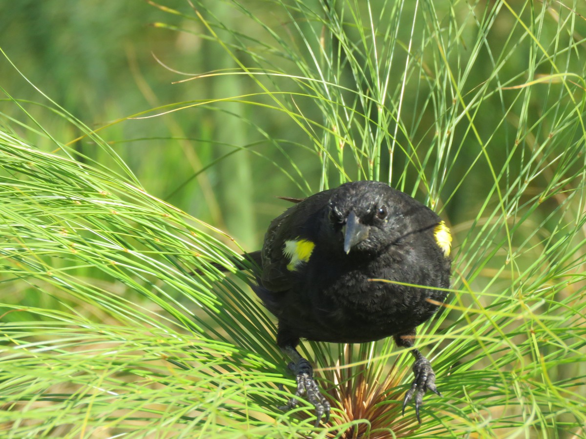 Yellow-winged Blackbird - ML647401117