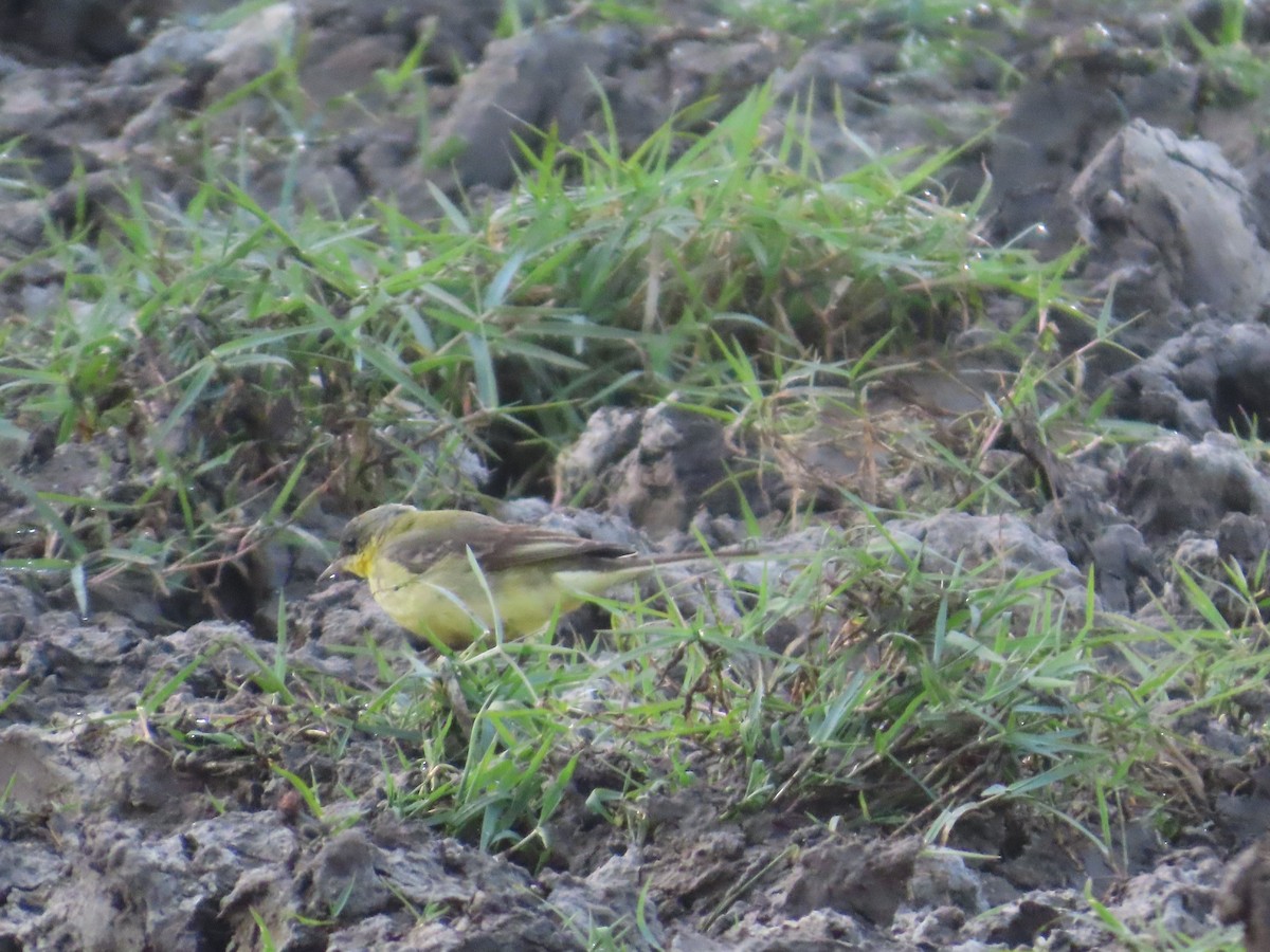 Western Yellow Wagtail - ML647401118